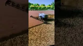 Canola harvest-Fs22