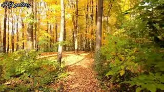 Beautiful Three Nature Since Of The World By SY Gallery