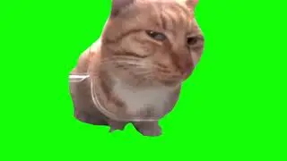 Side Eye Cat - Green Screen