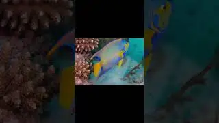 The Queen Angelfish (Holacanthus ciliaris)