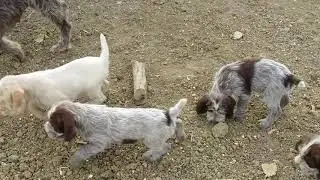 Cuccioli del Subasio