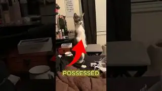 Animal Can see Ghosts?👻🐶🐱 #creepy #animals #shorts #pawmazing