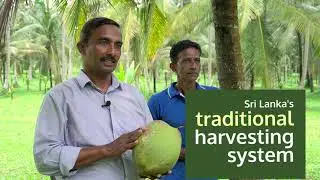 Sri Lanka's Largest UHT Organic Coconut Cream Exporter | Kandetiya Agro Products (Pvt) Ltd.