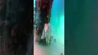 Cuttlefish The Cute Alien of the Seas