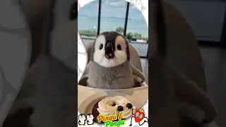 Pingu&rsquo;s First Strawberry: A Love Story 🍓🐧  #cute #penguin #funny  #cuteanimals #pinguandpongu