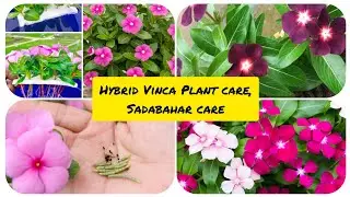 Hybrid Vinca Plant care, Sadabahar care, and Periwinkle plant care. 