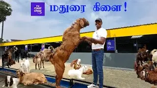 இனிதே துவங்கியது TMC மதுரை கிளை #trending #goat #business #agriculture #viralvideo #farming #sheep