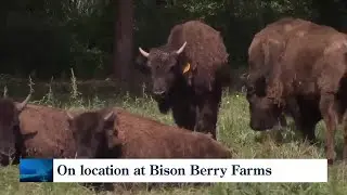 Bison meat & health benefits