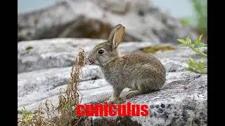 cuniculus