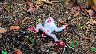 A miracle of mobility! Baby monkey's first steps after a fall funny