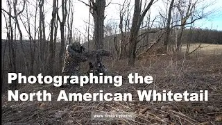 Photographing The North American Whitetail | Appalachian Mountains | West Virginia