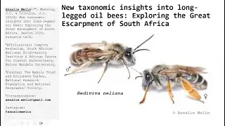 New taxonomic insights into long-legged oil bees: Exploring the Great Escarpment of South Africa