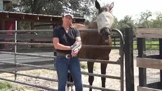 Join Up in Horse Training: Debunking the Popular Propaganda