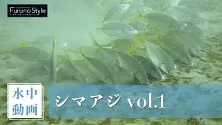 【水中動画】シマアジ vol.1