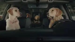 SUBARU Dog Tested | Rest Area | Dogs in ADS | DiA-5