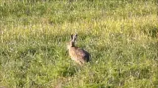 brown hare running in field (Lepus europaeus)