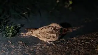 Козодой. Caprimulgus europaeus.