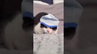 Cutest Baby Cat #shorts #youtubeshorts #babycats #catlover