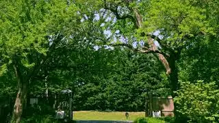 Ladew Topiary gardens 21