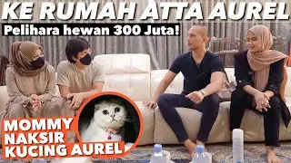 SAMPERIN BUMIL! AUREL NGIDAM KUCING BENGAL! ATTA BINGUNG..