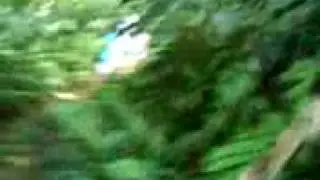 trilha da prainha 3