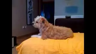 Perro caniche aullando  La vie en rose