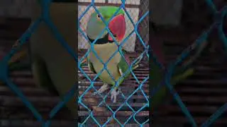 Cute 🥰 parrot Talking funny and smart 🤣🤣 #comedy #funny #theindianfamily