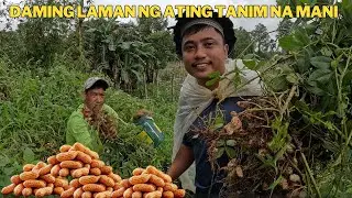 DAMING LAMAN NG ATING TANIM NG MANI