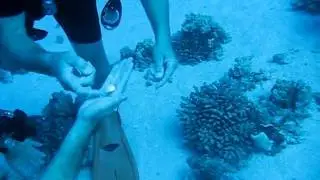 Kona Big Island Divers - Eel Cove playing around