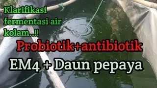 KLARIFIKASI !! fermentasi air kolam antiobik+probiotik|| & Tips perawatan air kolam..!!!