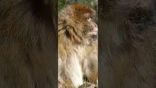 Monkey is looking for food