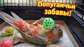 Попугай розелла развлекается... или мы готовы утилизировать ваши газеты 😁👍