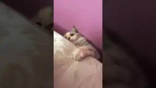 Crackhead cat goes ham