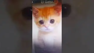 rip el gato😭😭#elgato