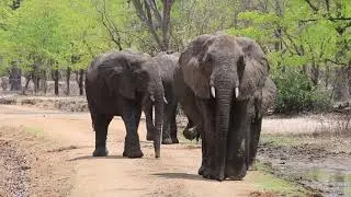 Malawi 2018   Mvuu Camp Liwonde NP