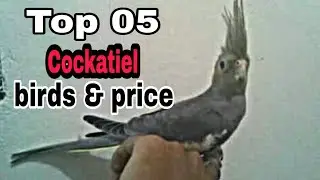 Top 05 Cockatiel birds & price.