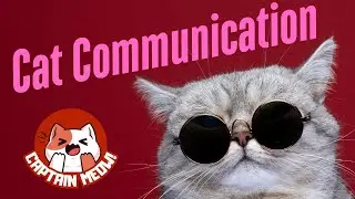 Unlocking the Secrets of Cat Communication: What Your Cat Desperately Wants You to Know! 🐱🔍