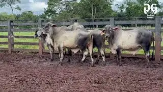 SAFRA GUZER&Aacute; GEN&Eacute;TICA GUAM&Aacute; LOTE2