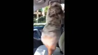 Animals Being Jerks | #shorts | r/animalsbeingjerks
