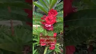 Bunga Pacar Air Merah (Impatiens balsamina). #shortsflower, #shortsbunga