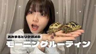 リクガメ2匹を飼育する女子のモーニングルーティンを公開【ロシアリクガメ】【ヘルマンリクガメ】
