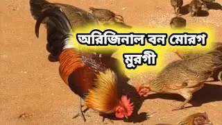 অরিজিনাল পাহাড়ি বন মোরগ। শিকারী বন মোরগ ডেলিভারি দিলাম ইন্ডিয়াতে। 