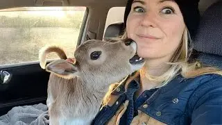 The Funniest Moments Ever Between a Comedian Animal and Human! 🤪