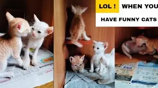 Cat videos | cats funny videos | kittens meowing | #gatos #kucing #funny#cat@nanisdays1483