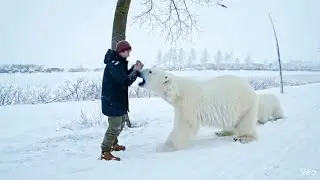 SHOCKING: Polar Bear Captured in Village After Confrontation 🚨