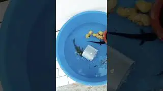 Monster fish in one frame #yt #ytshorts #fish #freshwaterfish #fish #monster #monsterfishing