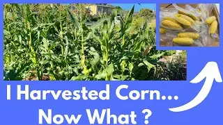 🌽 How to Harvest & Process Corn for Maximum Yield | Urban Gardening, Organic Farming, & No-Dig Tips🌱