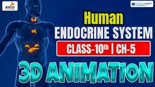 Endocrine System 3D Animation | Class 10 Science Endocrine System Animation | 3d Science Animation