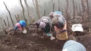 பட்டர் பீன்ஸ் சாகுபடி செய்யும் முறை (விதை முதல் விளைச்சல் வரை )#பட்டர் பீன்ஸ்