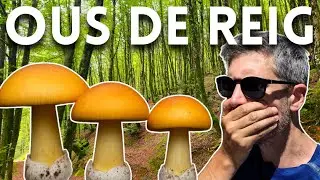 OUS DE REIG pel Montseny | Bolets 2025